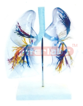 Model of the Transparent Lung Segment